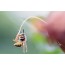 Jad owadów błonkoskrzydłych, takich jak osa, pszczoła, szerszeń, może wywołać wstrząs anafilaktyczny. 