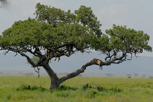 Między Lake Manara a olbrzymią równiną Serengeti (15 tys. m kw), wszędzie czają się akacje, chuderlawe drzewka z rozcapierzonymi koronami pełnią straż przy drogach.         