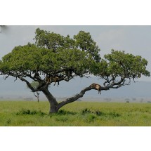 Między Lake Manara a olbrzymią równiną Serengeti (15 tys. m kw), wszędzie czają się akacje, chuderlawe drzewka z rozcapierzonymi koronami pełnią straż przy drogach.         