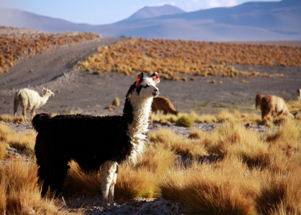 Lama na płaskowyżu Altiplano                     
