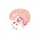 Chorobę Alzheimera mi.n. charakteryzują zaburzenia pamięci, rozumienia, myślenia, liczenia, mowy, możliwości uczenia się.     