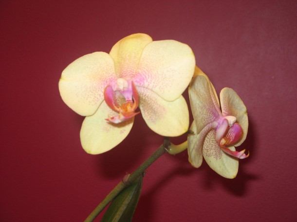 Falenopsis, ćmówka (Phalaenopsis Blume) - gatunek doskonały na początek przygody ze storczykiem  