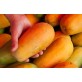 Papaja to jeden z najpopularniejszych ekwadorskich owoców 
